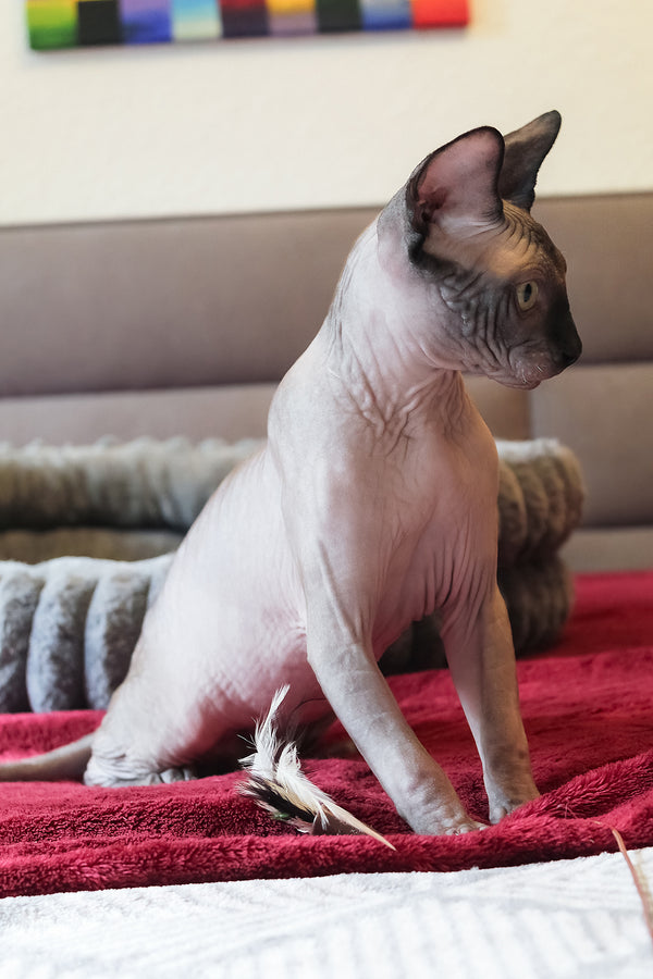 Alex | Elf Straight Sphynx Kitten