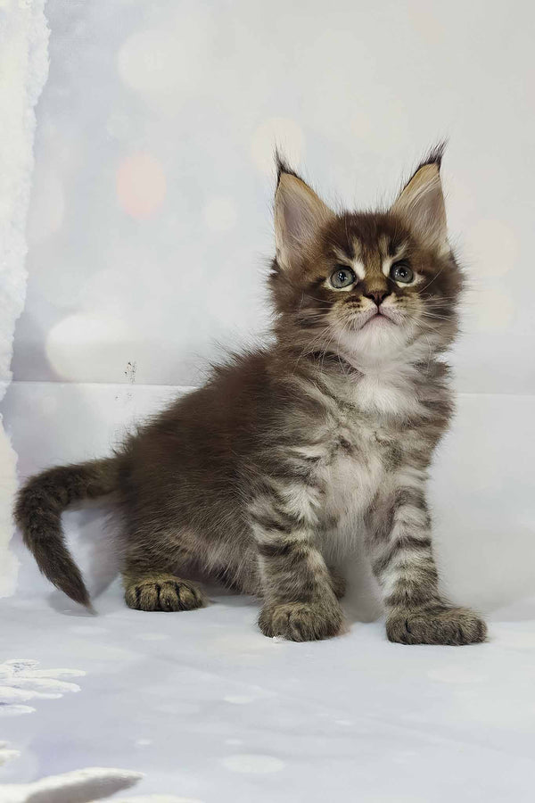 Alexander | Polydactyl Maine Coon Kitten