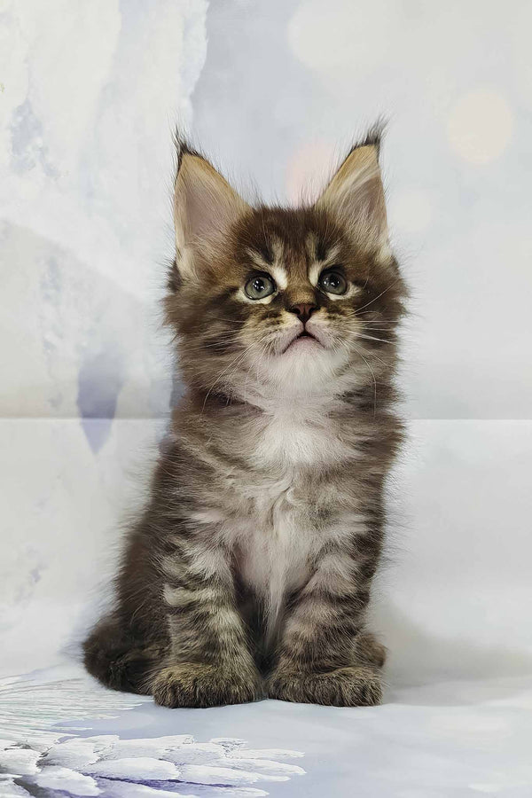 Alexander | Polydactyl Maine Coon Kitten