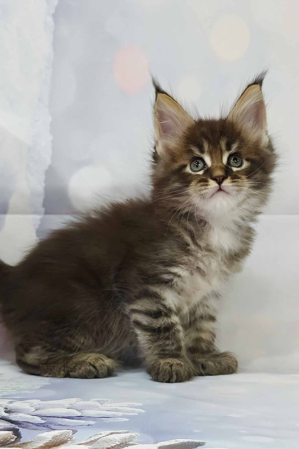 Alexander | Polydactyl Maine Coon Kitten