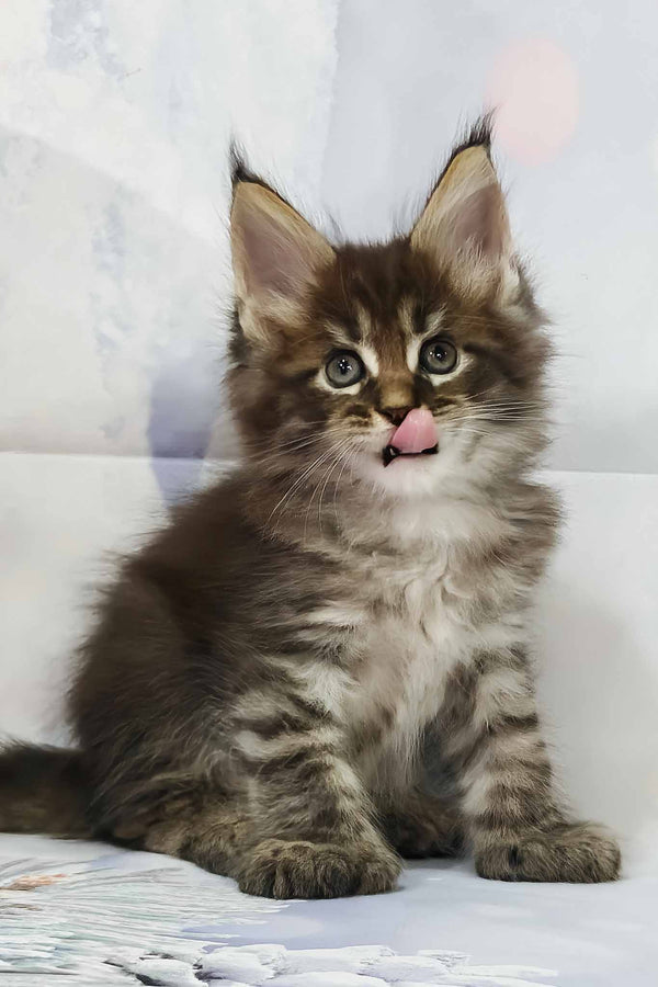 Alexander | Polydactyl Maine Coon Kitten