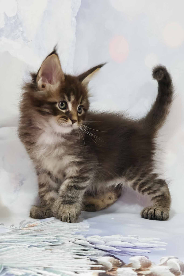 Alexander | Polydactyl Maine Coon Kitten