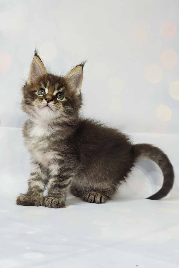 Alexander | Polydactyl Maine Coon Kitten
