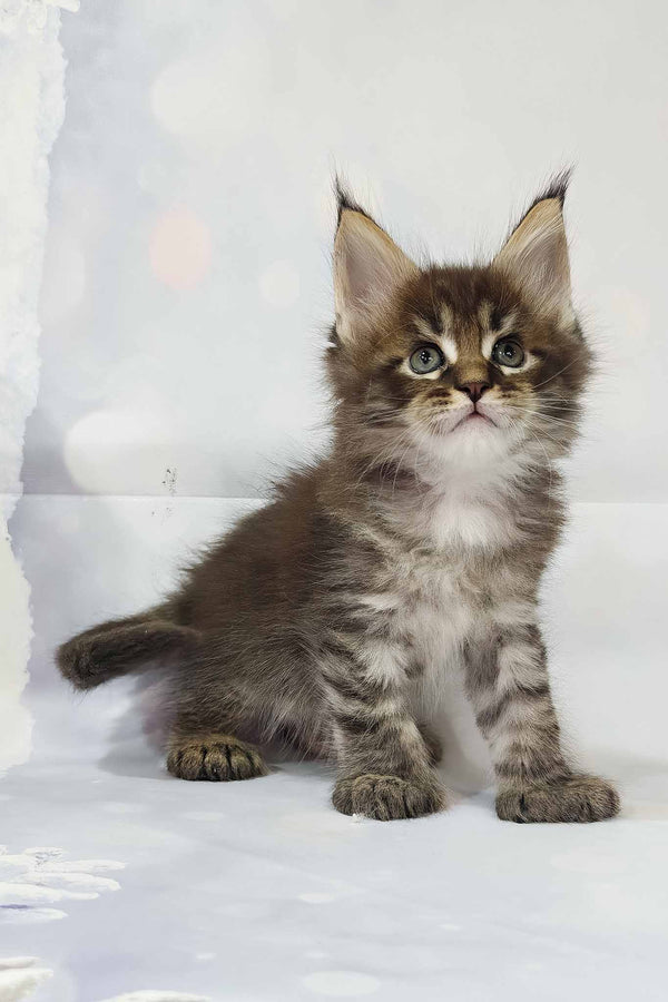 Alexander | Polydactyl Maine Coon Kitten