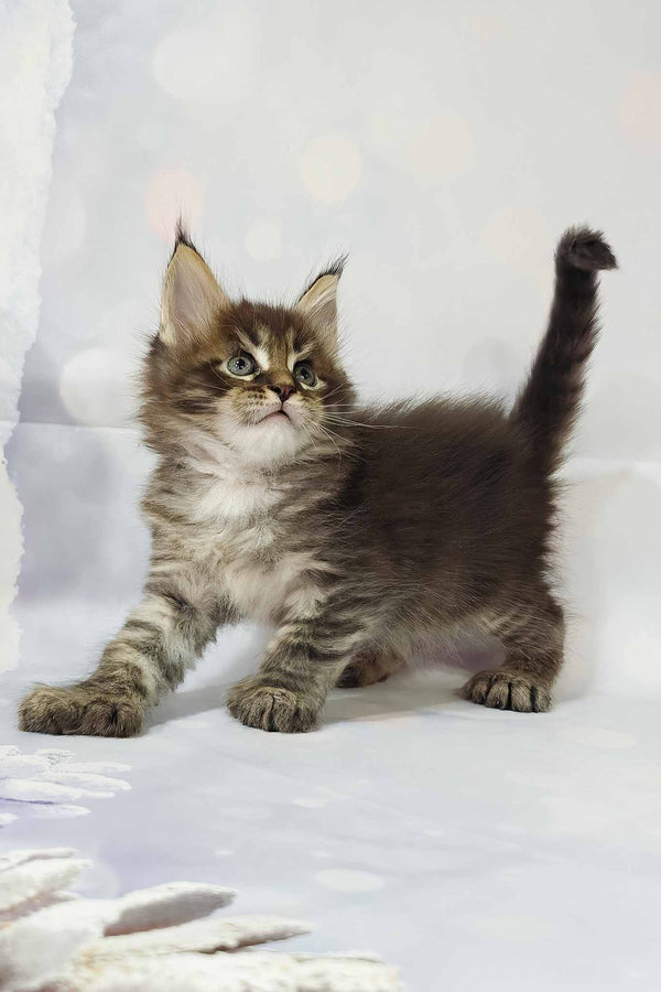 Alexander | Polydactyl Maine Coon Kitten