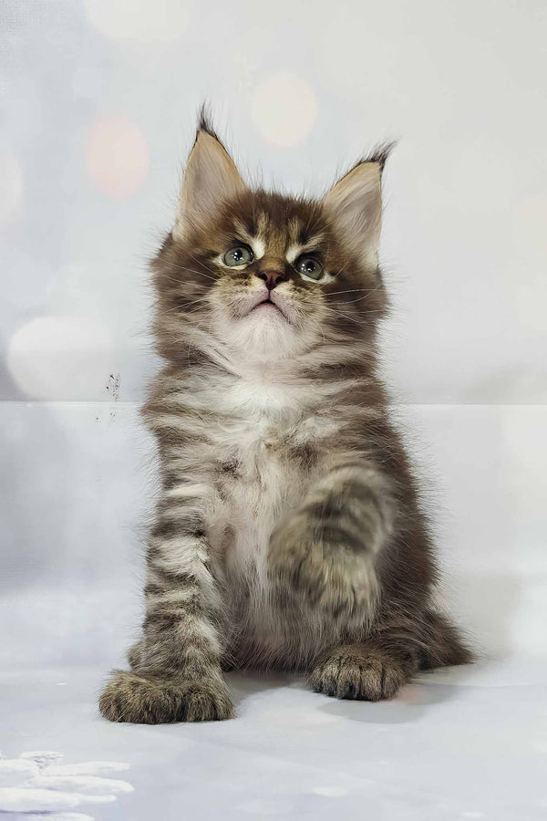 Alexander | Polydactyl Maine Coon Kitten