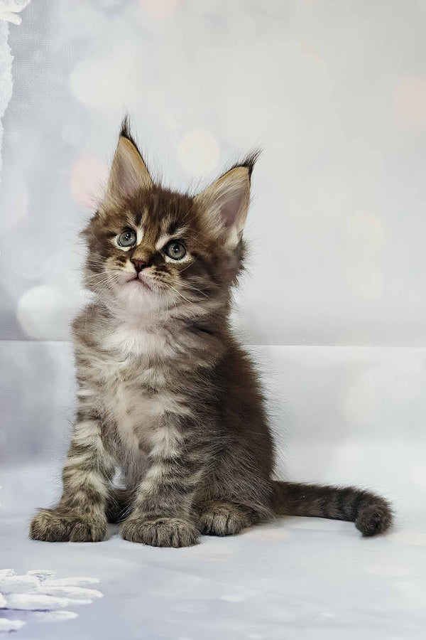 Alexander | Polydactyl Maine Coon Kitten