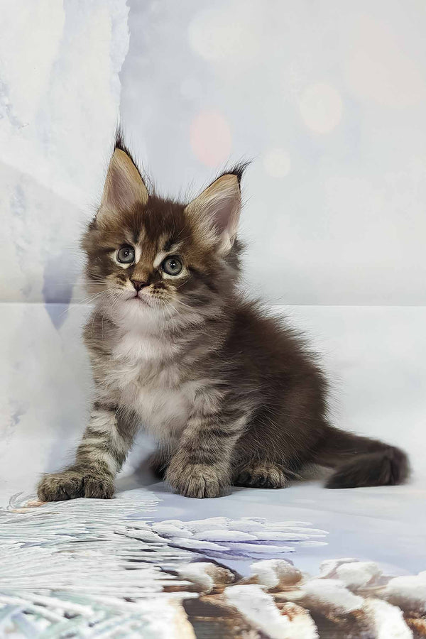 Alexander | Polydactyl Maine Coon Kitten