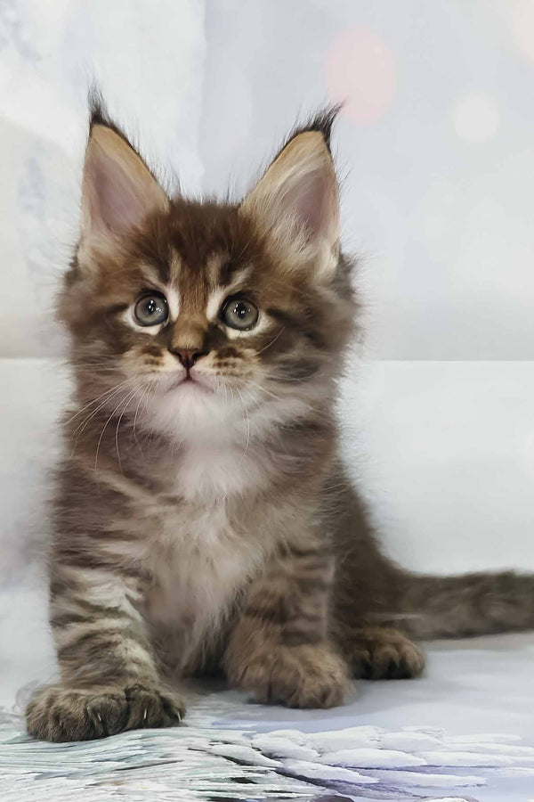 Alexander | Polydactyl Maine Coon Kitten