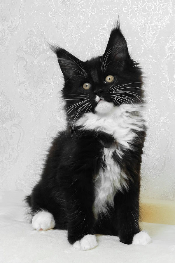 Alisa | Maine Coon Kitten