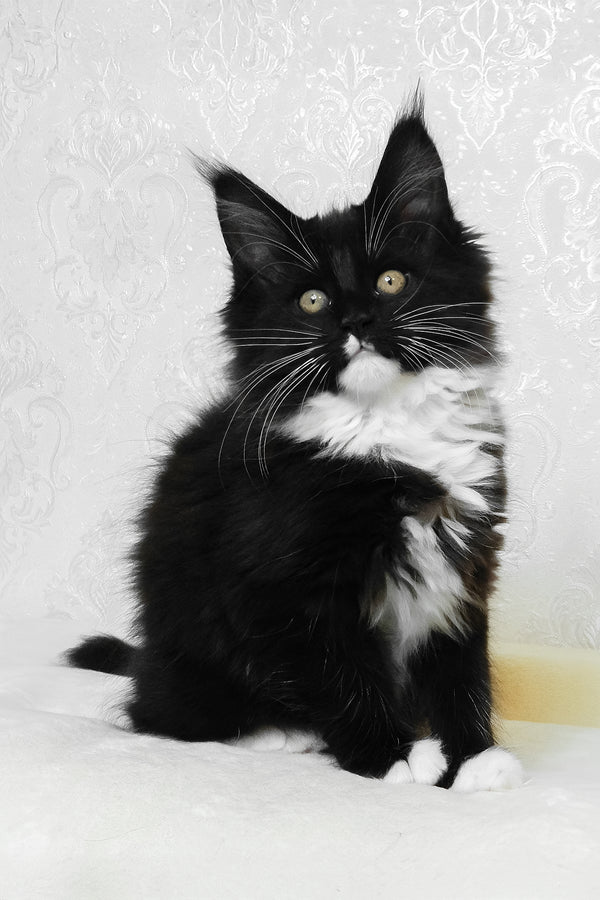 Alisa | Maine Coon Kitten