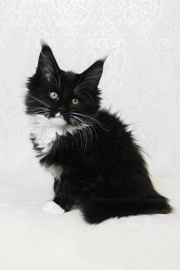 Alisa | Maine Coon Kitten