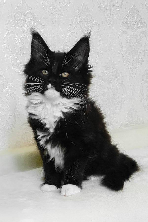 Alisa | Maine Coon Kitten