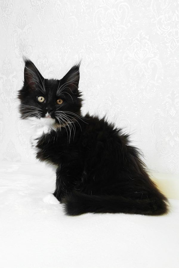Alisa | Maine Coon Kitten