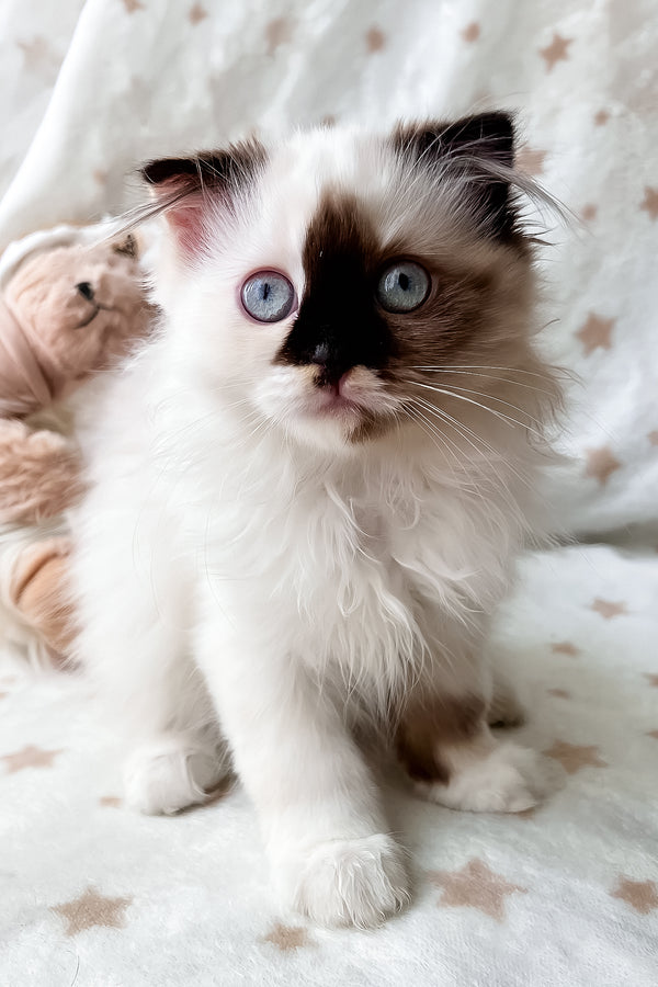 Alisa | Scottish Fold Longhair Kitten