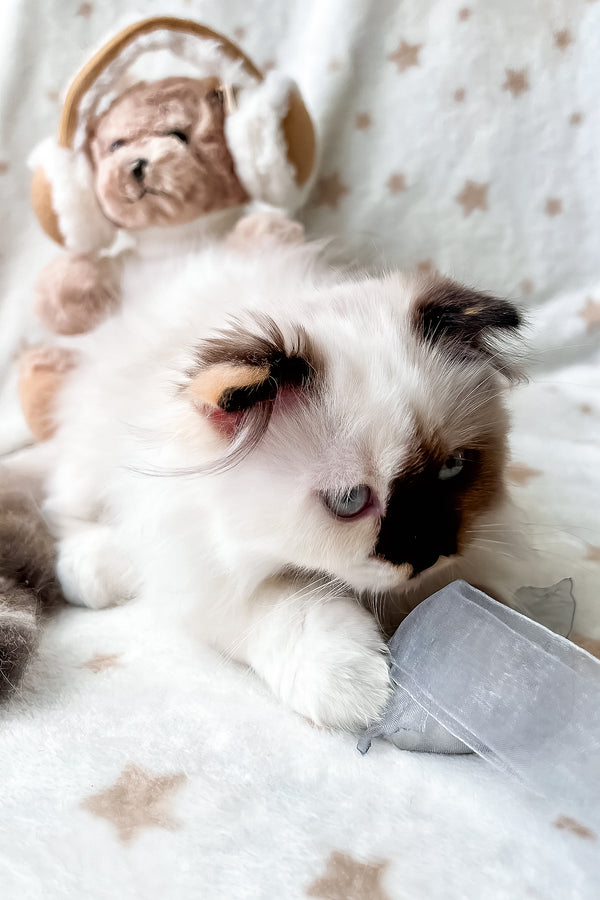 Alisa | Scottish Fold Longhair Kitten