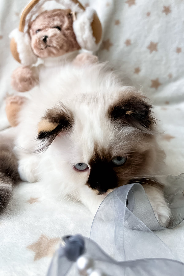 Alisa | Scottish Fold Longhair Kitten