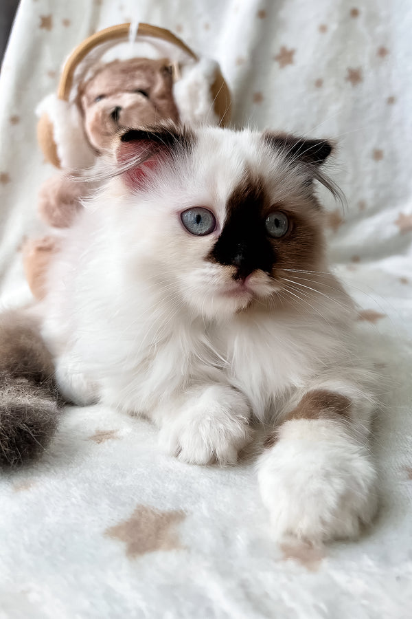 Alisa | Scottish Fold Longhair Kitten