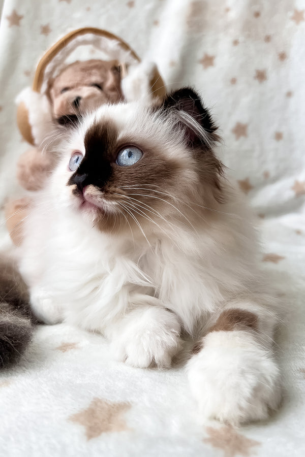 Alisa | Scottish Fold Longhair Kitten
