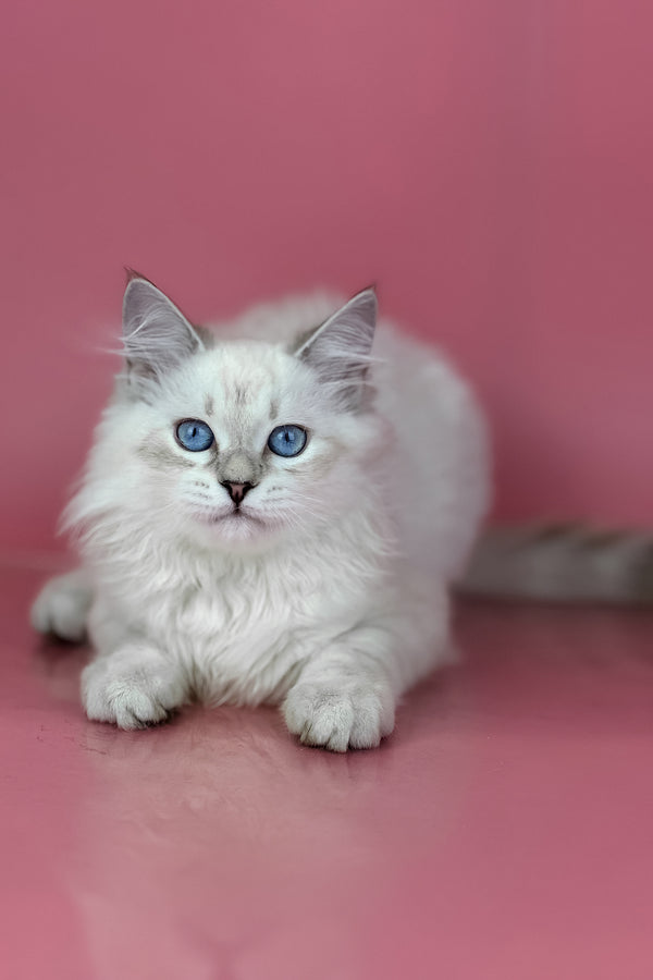 Alisa | Siberian Kitten