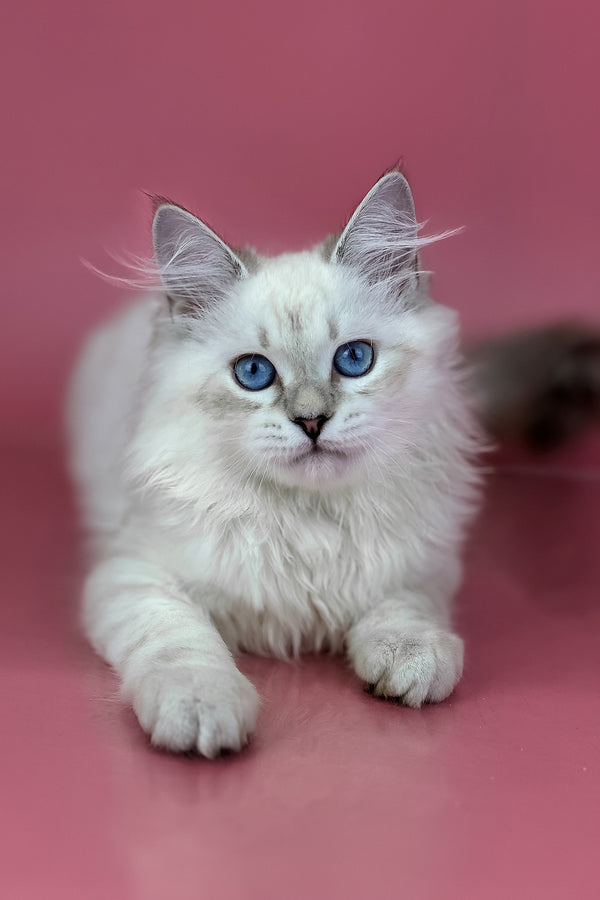 Alisa | Siberian Kitten