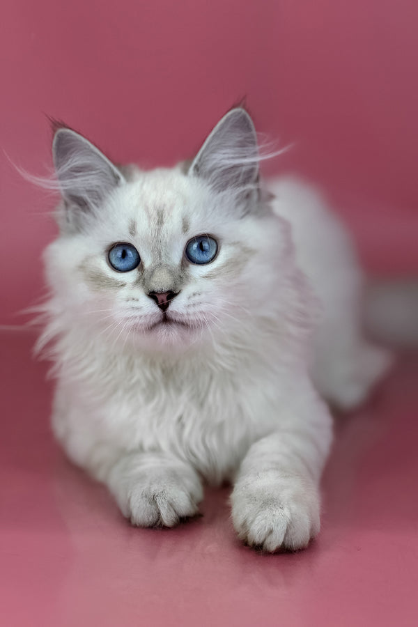 Alisa | Siberian Kitten