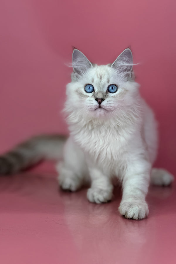 Alisa | Siberian Kitten