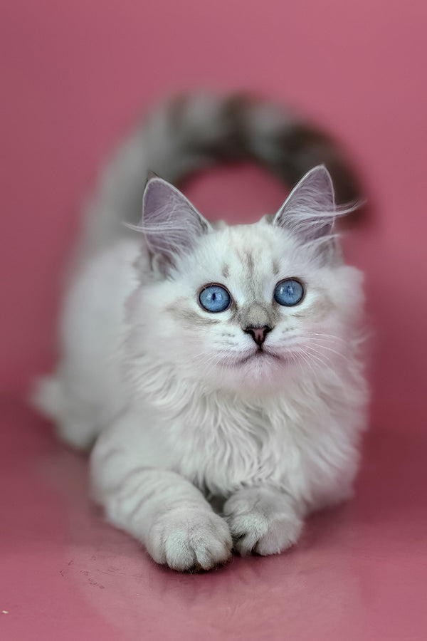 Alisa | Siberian Kitten