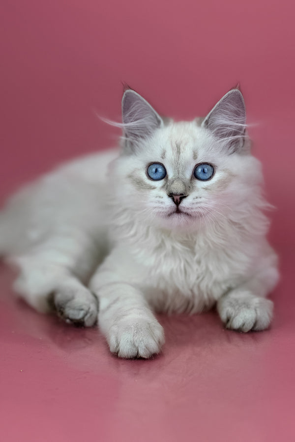 Alisa | Siberian Kitten