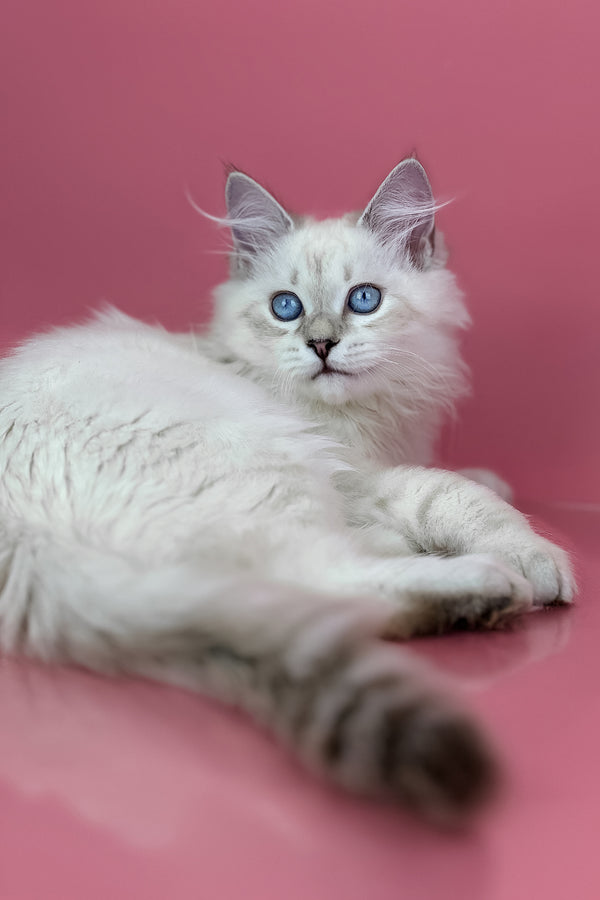 Alisa | Siberian Kitten