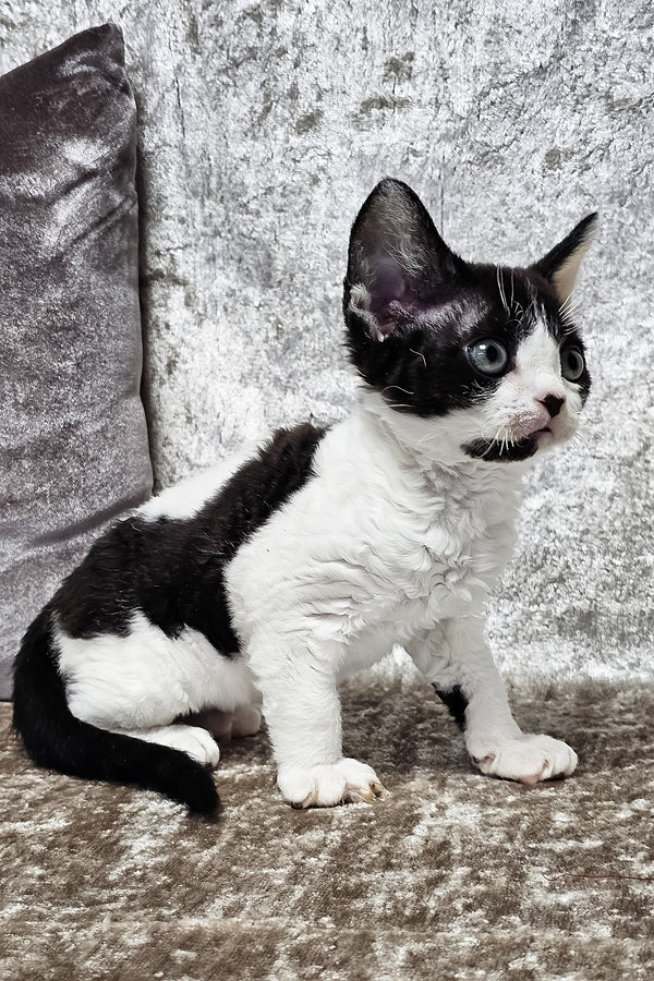 Alla | Devon Rex Kitten