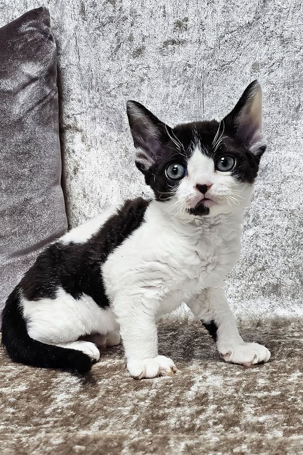 Alla | Devon Rex Kitten