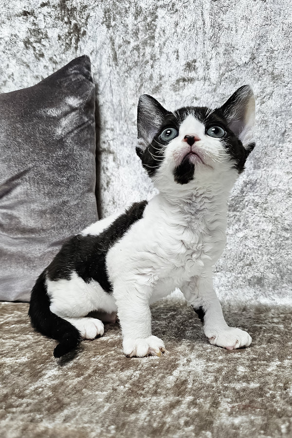 Alla | Devon Rex Kitten