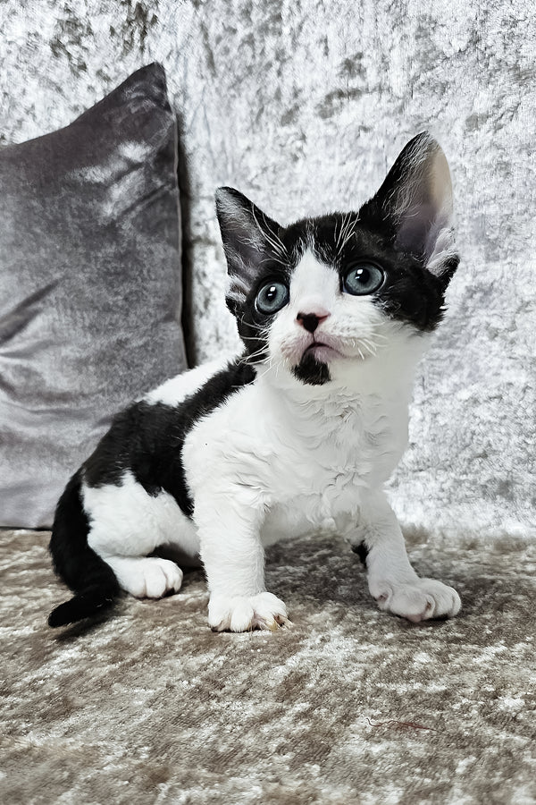 Alla | Devon Rex Kitten
