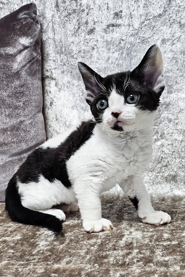 Alla | Devon Rex Kitten