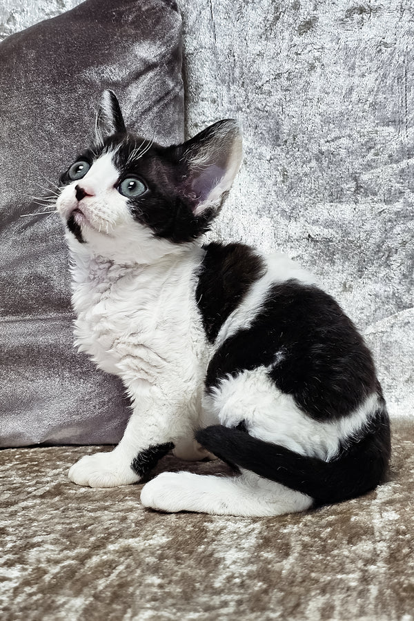 Alla | Devon Rex Kitten