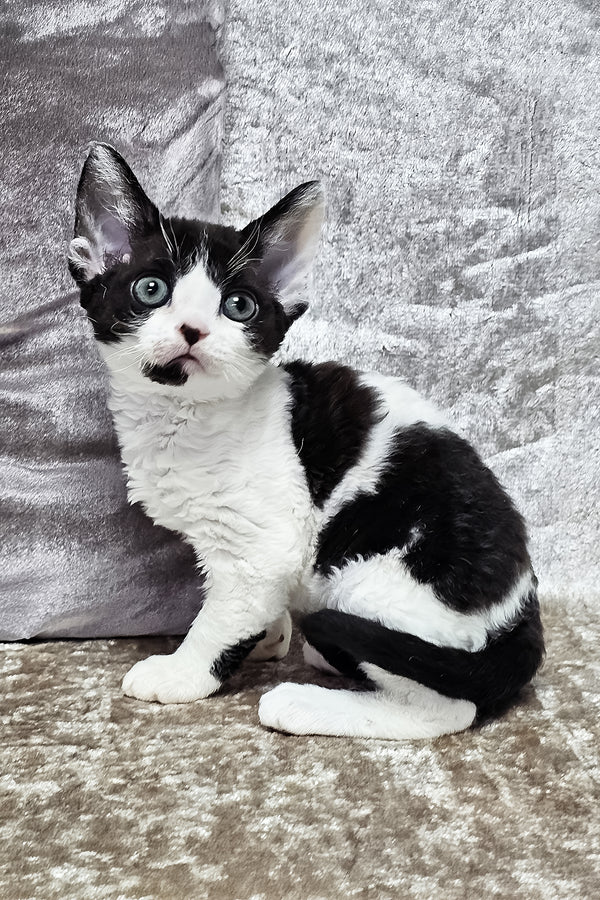 Alla | Devon Rex Kitten
