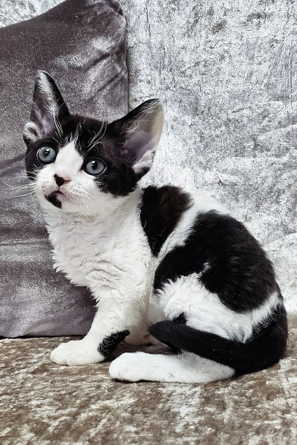 Alla | Devon Rex Kitten