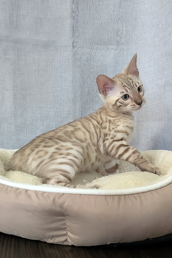 Alvin | Bengal Kitten