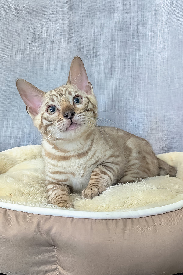 Alvin | Bengal Kitten