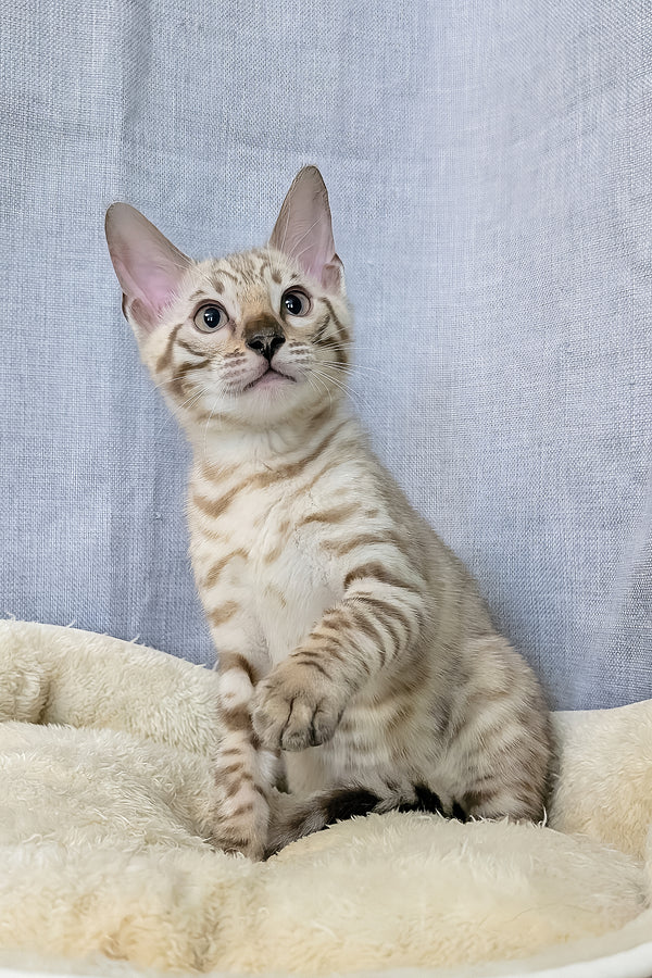 Alvin | Bengal Kitten