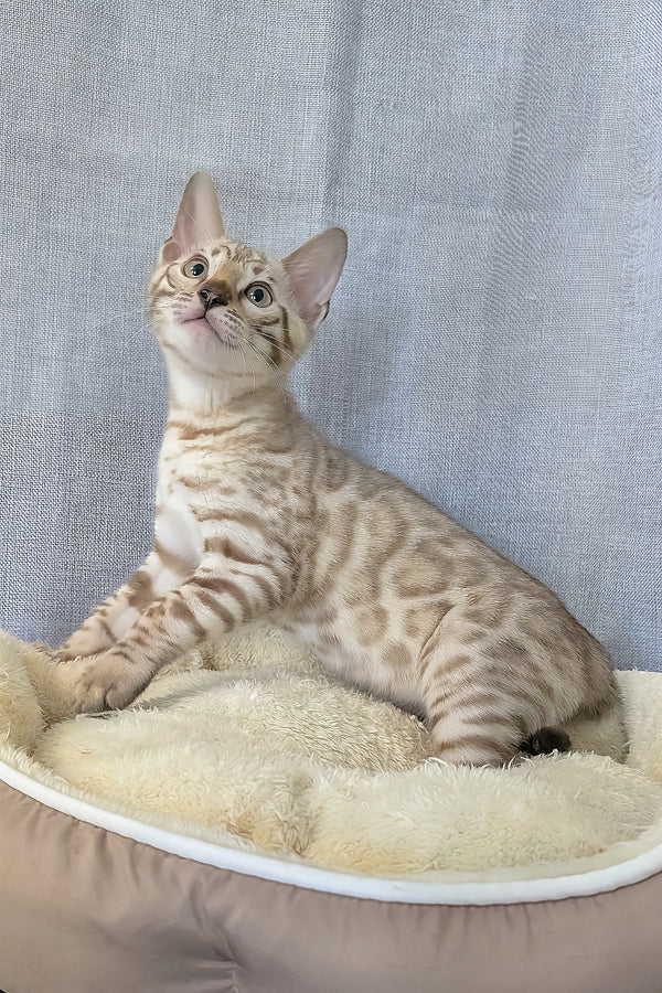 Alvin | Bengal Kitten