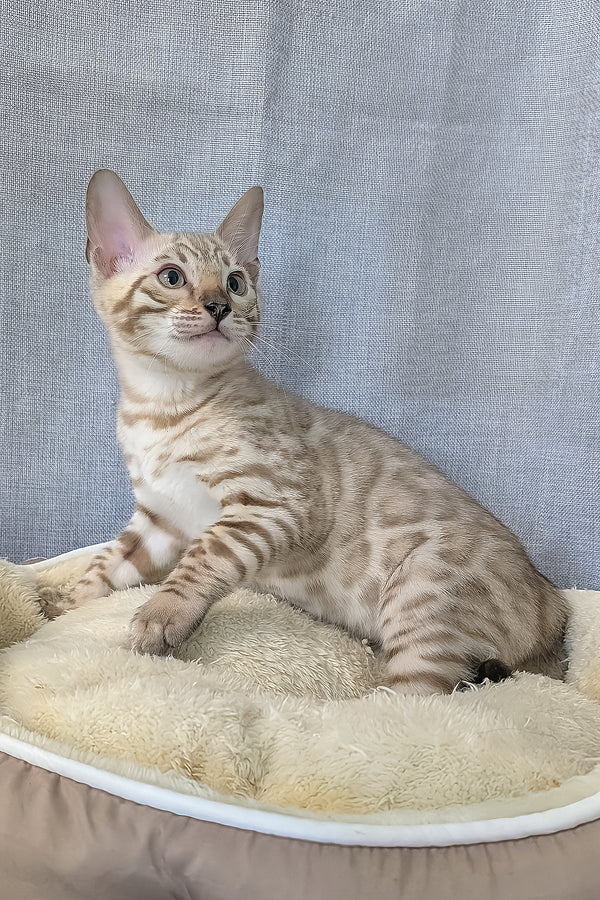Alvin | Bengal Kitten