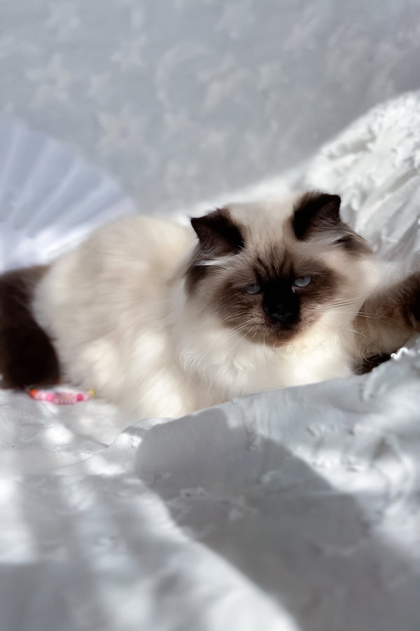 Amanda | Scottish Straight Longhair Kitten