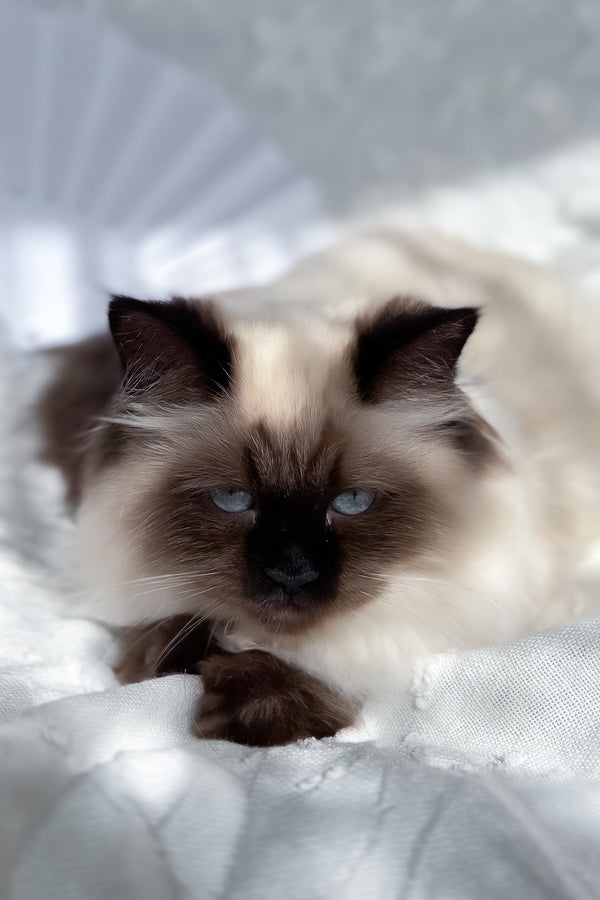 Amanda | Scottish Straight Longhair Kitten