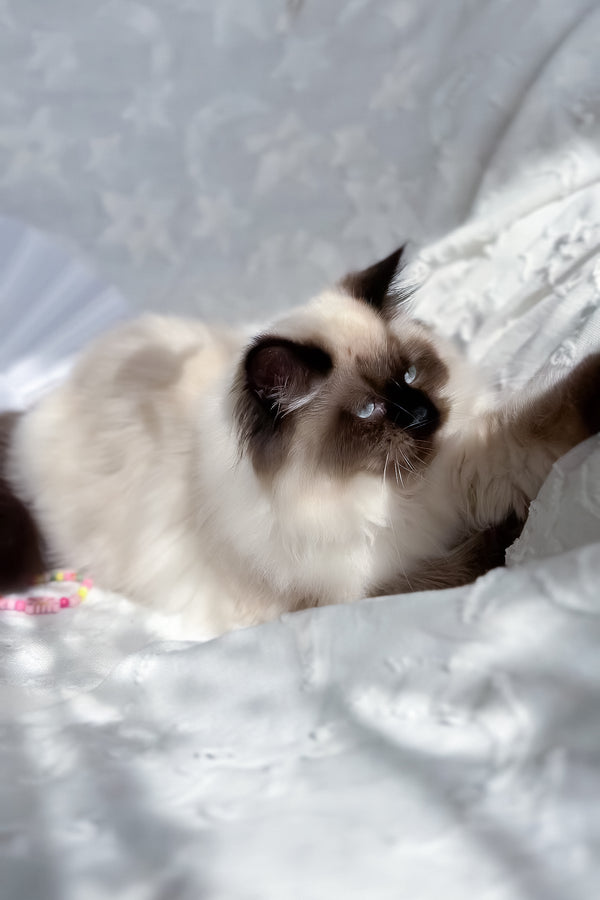 Amanda | Scottish Straight Longhair Kitten
