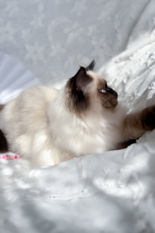Amanda | Scottish Straight Longhair Kitten