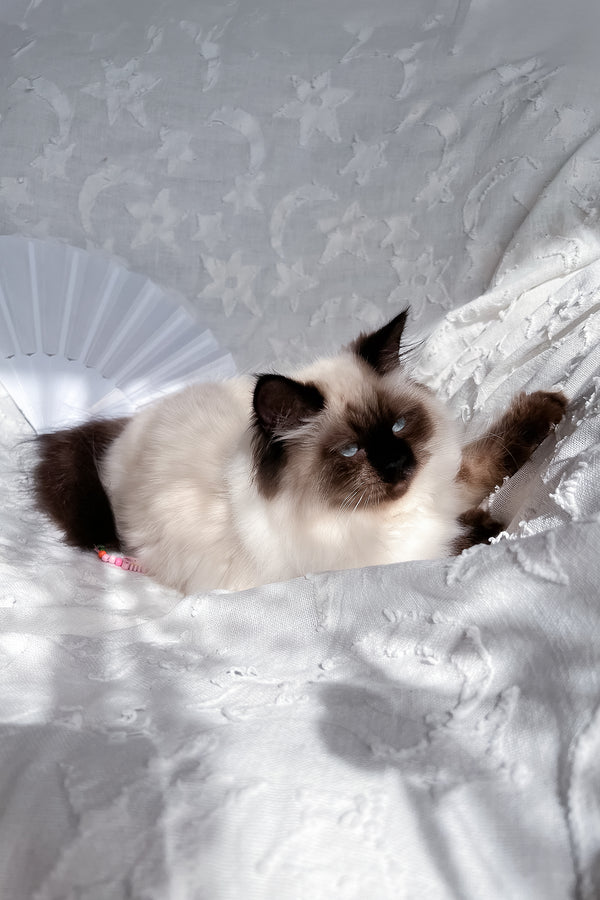 Amanda | Scottish Straight Longhair Kitten