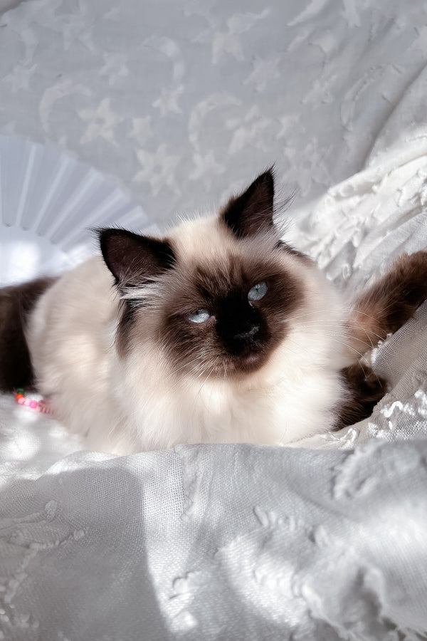 Amanda | Scottish Straight Longhair Kitten