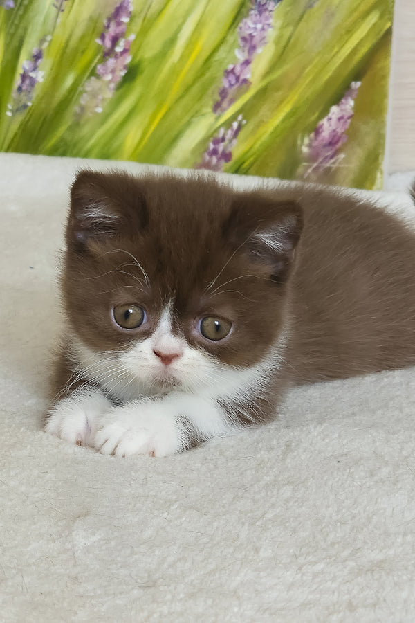Amathus | British Shorthair Kitten